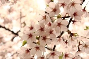 Japan Cherry Blossom Tour - Essence of Spring