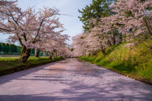 Late April Cherry Blossom - Never Too Late for Sakura Cherry blossom carpet in Hirosaki