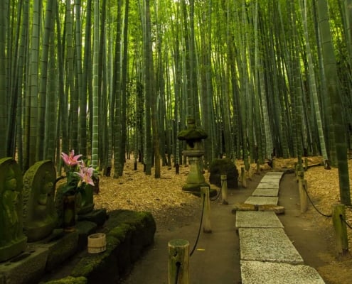 Hokokuji Bamboo Forest, Kamakura Hokokuji Bamboo Forest, Kamakura