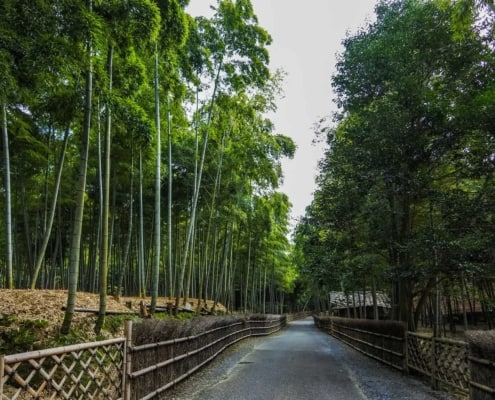 Take-no-Michi (the Bamboo Path), Kyoto Take-no-Michi (the Bamboo Path), Kyoto