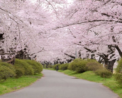 Kitakami Tenshochi Cherry Blossom Festival Kitakami Tenshochi Cherry Blossom Festival