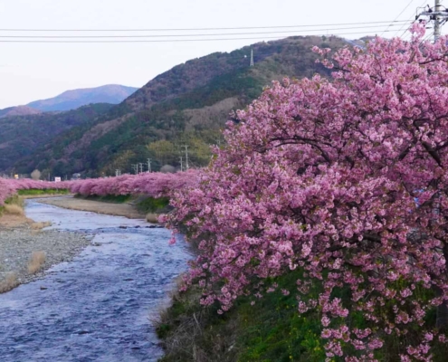 Kawazu-zakura cherry blossom Kawazu-zakura cherry blossom