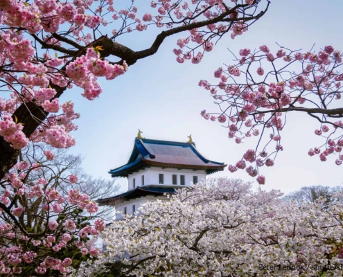 Matsumae Castle surrounded by cherry blossom Matsumae Castle surrounded by cherry blossom
