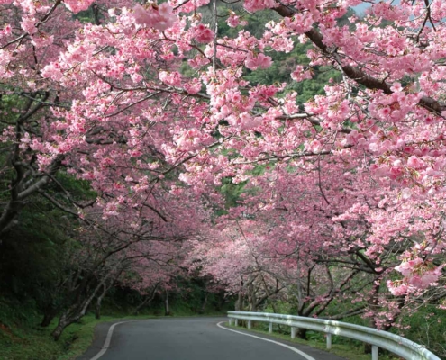 Motobu Yaedake Cherry Blossom Festival Motobu Yaedake Cherry Blossom Festival