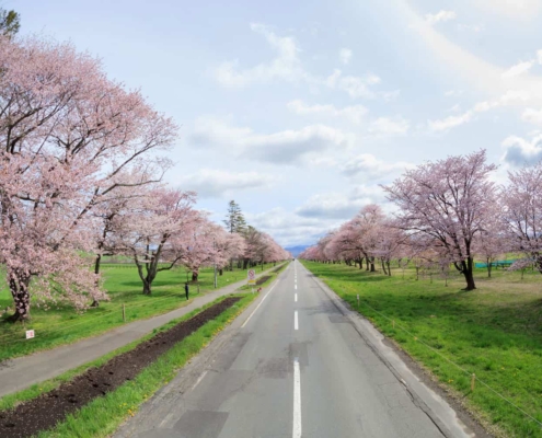 Cherry tree-lined road Nijukken Cherry tree-lined road Nijukken