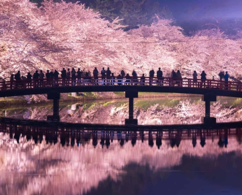 Cherry blossoms at Hirosaki Castle Cherry blossoms at night, Hirosaki Castle