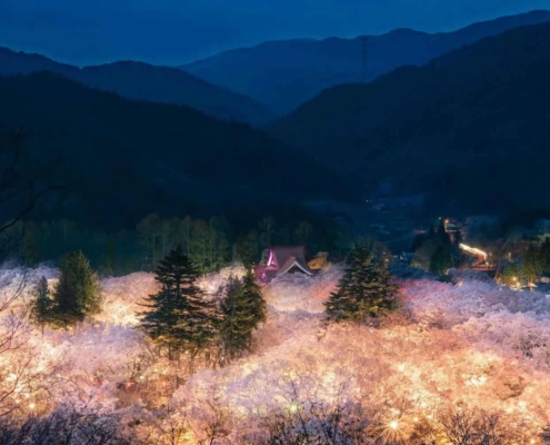 Takato Cherry Blossom Festival illuminations Takato Cherry Blossom Festival illuminations