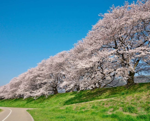 The Sewaritei Park in Yawata Sewaritei Park in Yawata
