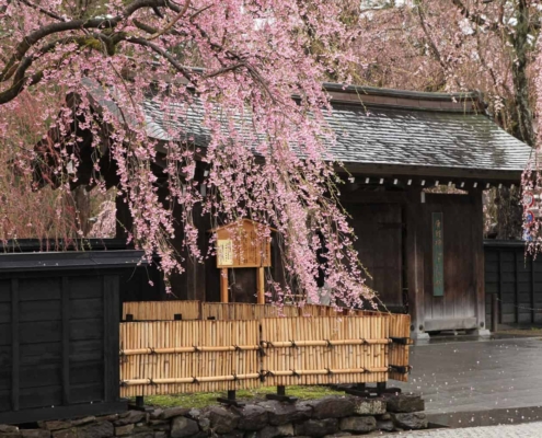 The weeping cherry trees of Kakunodate weeping cherry trees of Kakunodate