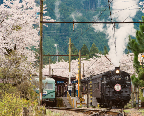 Oigawa Railway, Shizuoka Oigawa Railway and sakura, Shizuoka