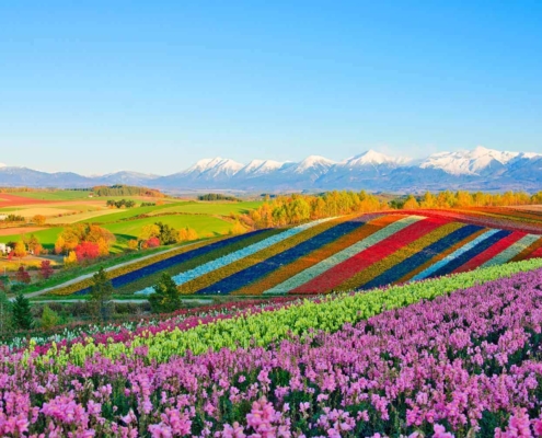 Furano's flower fields Furano's flower fields