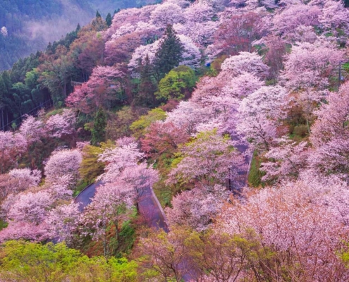 Cherry blossom season around Mount Yoshino Cherry blossom season around Mount Yoshino