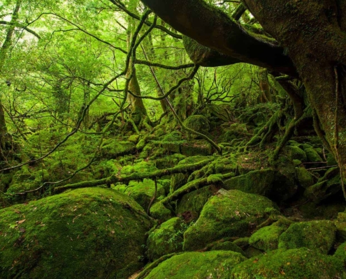 The Shiratani Unsuiky, Yakushima The Shiratani Unsuiky, Yakushima