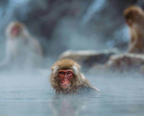 The Snow Monkeys of Jigokudani The Snow Monkeys of Jigokudani