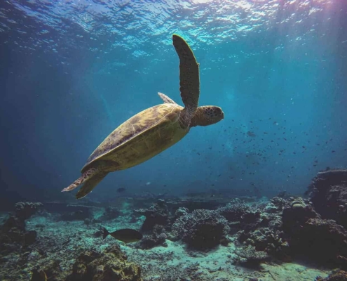 Swim with sea turtles in Hachijojima Sea turtles in Hachijojima