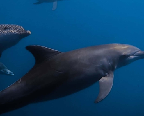 Or swimming with dolphins in Mikurajima Swim with dolphins in Mikurajima