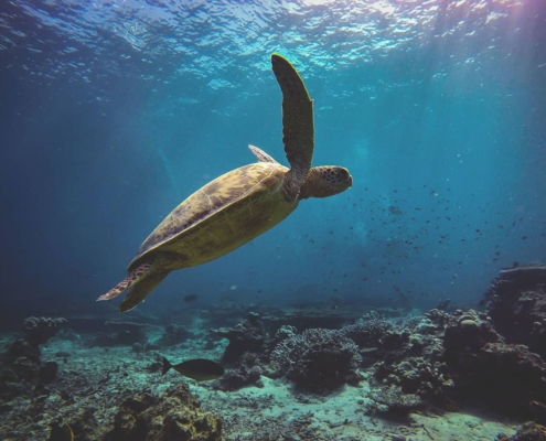 Swimming with turtles in Hachijojima Swimming with turtles in Hachijojima